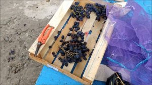 Закладка винограда на зимнее хранение Как подольше сохранить гроздь