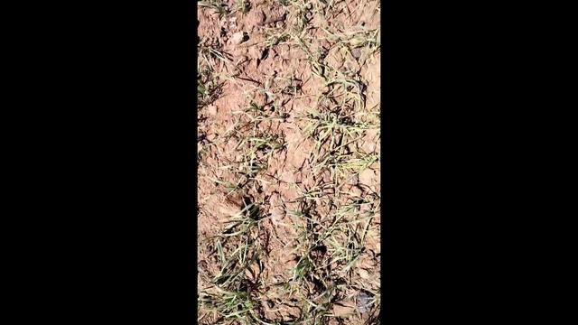 Осмотр посевов пшеницы в фазу всходы-кущение и перед проведением гербицидной обработки (06.06.21) смотреть онлайн