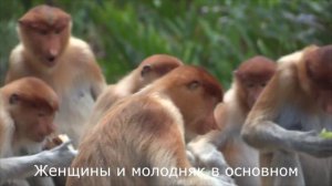 Самые смешные обезьяны с огромным носом. (Funny monkey).