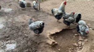 Супер Куры породы Виандот