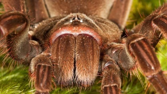 Самый большой паук в Мире смотреть онлайн