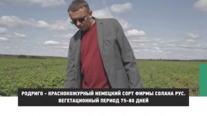 Перспективные сорта картофеля