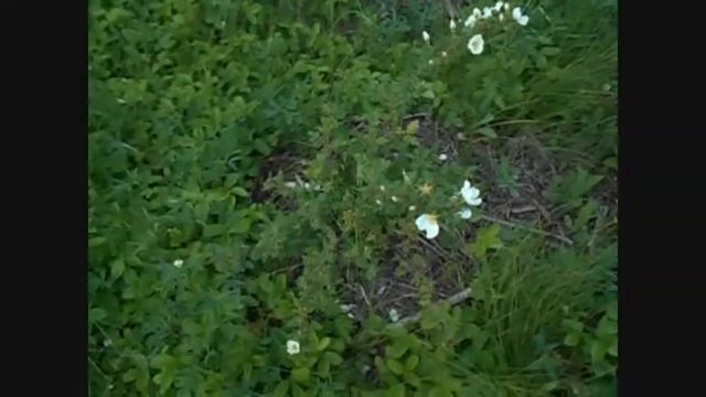 роза колючейшая