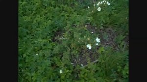 роза колючейшая