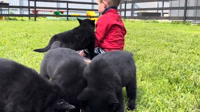 Питомник Джанико, щенки Шипперке/схипперке. For sale! смотреть онлайн