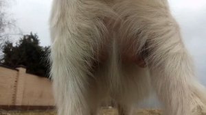 Вымена у коз-первокоток ДО РОДОВ на пятом месяце беременности. У коз начало расти вымя. ОБЗОР вымен