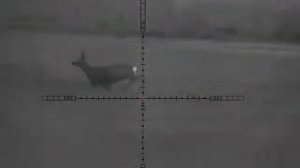 Выстрел по бегущей косуле