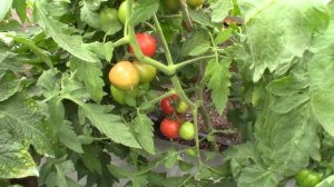 Томат ACE 55 VF (Королевский сад Ильи Королева)