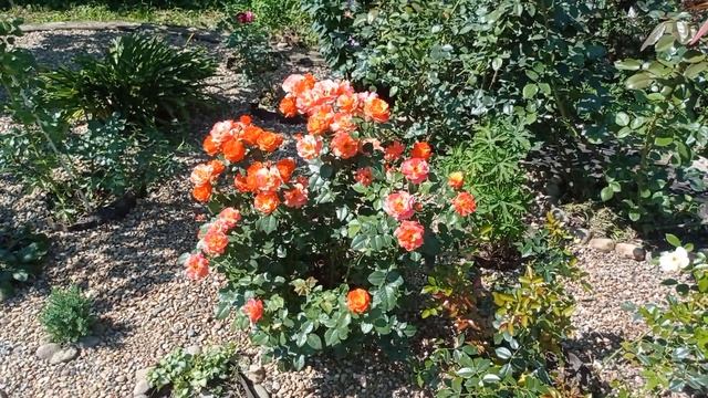 Как правильно обрезать почвопокровные розы. Июль 2023. смотреть онлайн