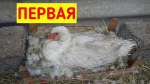 Первая Индоутка села на яйца 2020/Мускусные утки/Наседка/Шипуны/Села парить