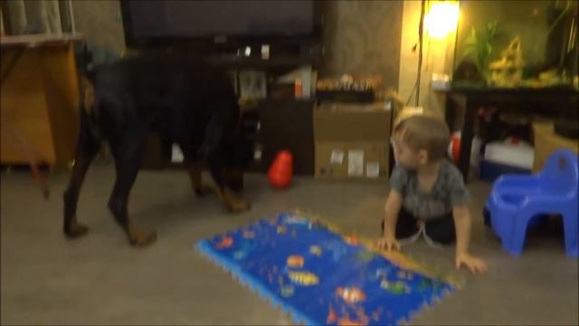 Малыш, доберман и игрушка с кормом. смотреть онлайн