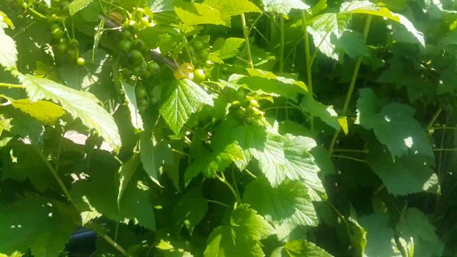 Черная смородина в условиях затяжных дождей. смотреть онлайн