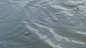 Fishing Синхронная съёмка поклёвок над и под водой. Ловил на ХЛЕБ. Рыбалка на озере в Краснодаре