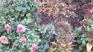 Завалили ! Четыре сезона -вот это роза!!!