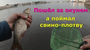 #430 #streetfishing | Ловля окуня и плотвы на Неве |