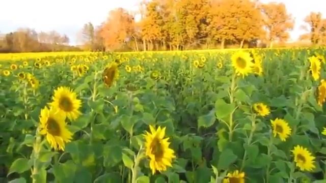 Семечки-подсолнухи