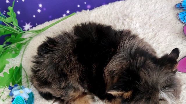 мальчик цветного йорка с голубыми глазами, в продаже www.dog-mini.ru