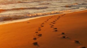 Притча от которой мурашки по коже...  СЛЕДЫ НА ПЕСКЕ