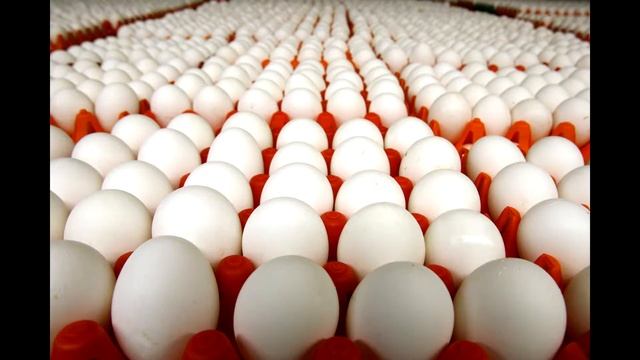 КАК ПРАВИЛЬНО ОБРАЩАТЬСЯ С КУРИНЫМ ЯЙЦОМ смотреть онлайн