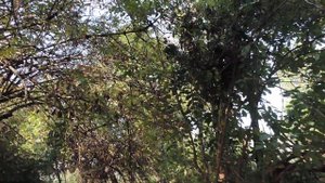 КАЛИНИНГРАД: заброшенный фруктовый сад во дворе - 24 августа 2022, СР