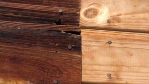 Осиное гнездо! Кусочек дня из жизни ос! Как осы вентилируют свое жилье!