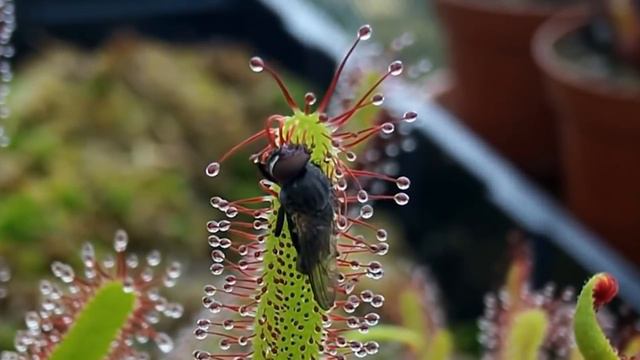 10 Fiendish or Fabulous Meat Eating and Moving Plants смотреть онлайн