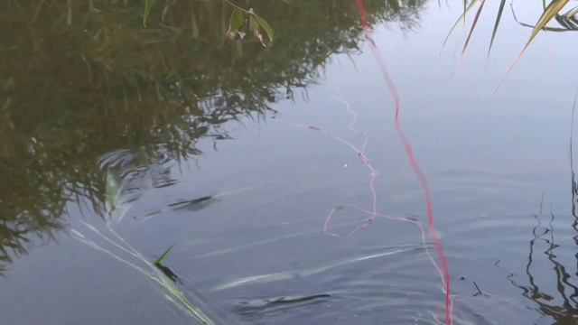 ШКОЛЬНИК-ОТШЕЛЬНИК АЛЕКСЕЙ! ВЫПУСК 4 | НЕАДЕКВАТНАЯ РЫБАЛКА 2021 смотреть онлайн