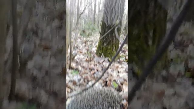 Белогрудый еж найден посреди города))