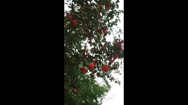 Huong dan chung ve Google Docs, Google Drive, Google Sheet va Photoshop смотреть онлайн