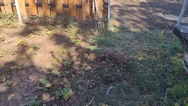 Купили дом на юге за 500 000.Обзор двора и дома. смотреть онлайн