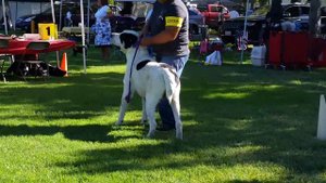 Среднеазиатская овчарка Алабай, США. July 2017  Tibul competition best  male