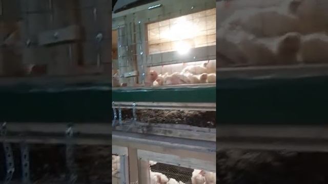 Не повторяй моих ошибок!!! Поилки для бройлеров! Честный обзор!!!