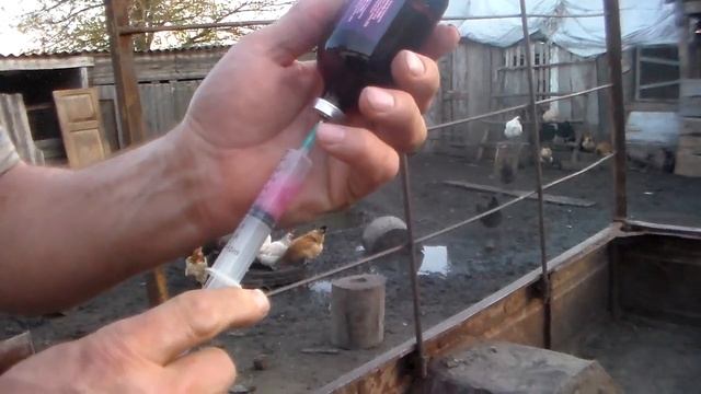 Проводим укол мультивитаминами.Нужны ли витамины поросятам решать Вам но хуже не станет точно.