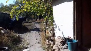 Привёз 500 кг гороха  Почему горох вреден для маленьких поросят.