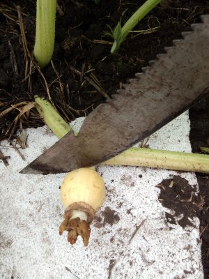 27. Неудачное Опыление. Как понять опылилась ли тыква 2023 г