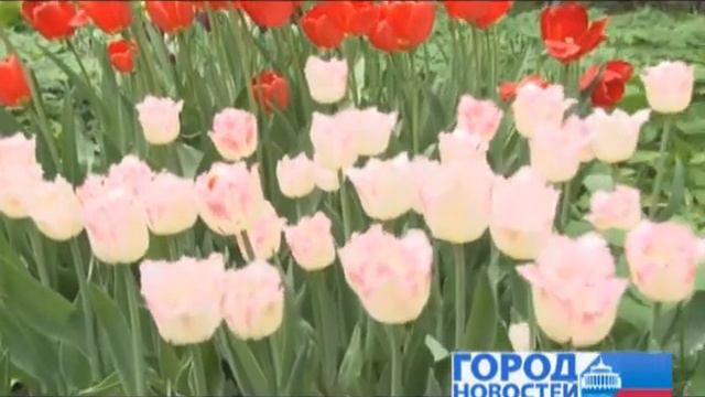Бал тюльпанов