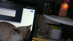 Сколько жизней у кошки 9 Жизней или всё таки всего лишь одна факты про кошек
