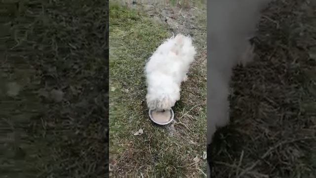 Последнее видео с Принцем март 2022 смотреть онлайн