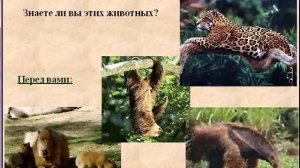 Животные и растения Южной Америки