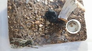 😇Содержание Южно-русского тарантула! 😇