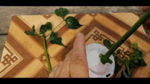 ???СУПЕР!!! ЛЕГКОЕ УКОРЕНЕНИЕ КАМПСИСА ЗЕЛЕНЫМИ ЧЕРЕНКАМИ. УКОРЕНЕНИЕ ЗА ТРИ НЕДЕЛИ.