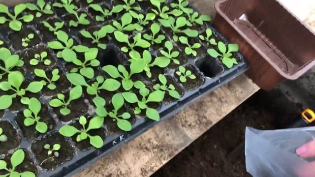 Обзор теплицы, пикировка петунии смотреть онлайн