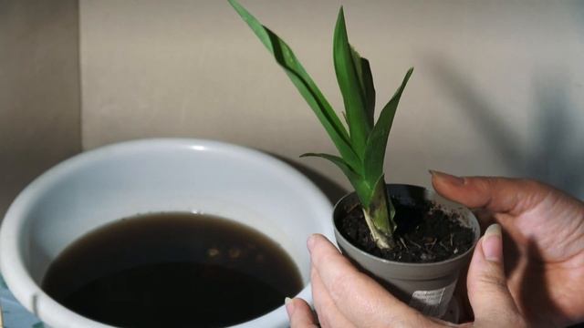 Хранение клубней, каллы, глоксинии, гладиолуса зимой.