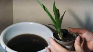 Хранение клубней, каллы, глоксинии, гладиолуса зимой.