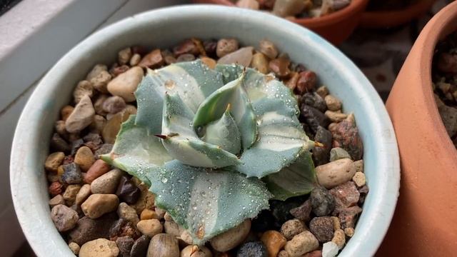 Обзор суккулентов Мастера Георгия спустя полгода смотреть онлайн