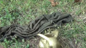 Эксперимент - КРАСИМ МАЙКУ в ЗОЛОТО - DIY painting T-shirts with acrylic paint 04.12.2013