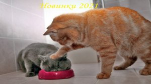?Самые смешные ролики про животных 2021? с котами и собаками?