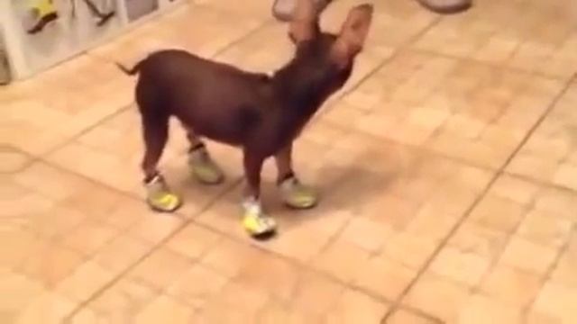 СкороХОД!!! смотреть онлайн