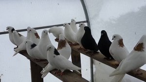 Ижевские голуби.