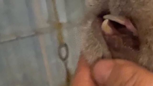 Он дергался от каждого звука и движения, стало понятно, что он слеп. Больной кот прятался от людей… смотреть онлайн